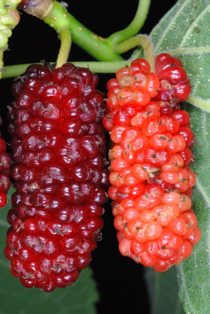 Morus rubra L.