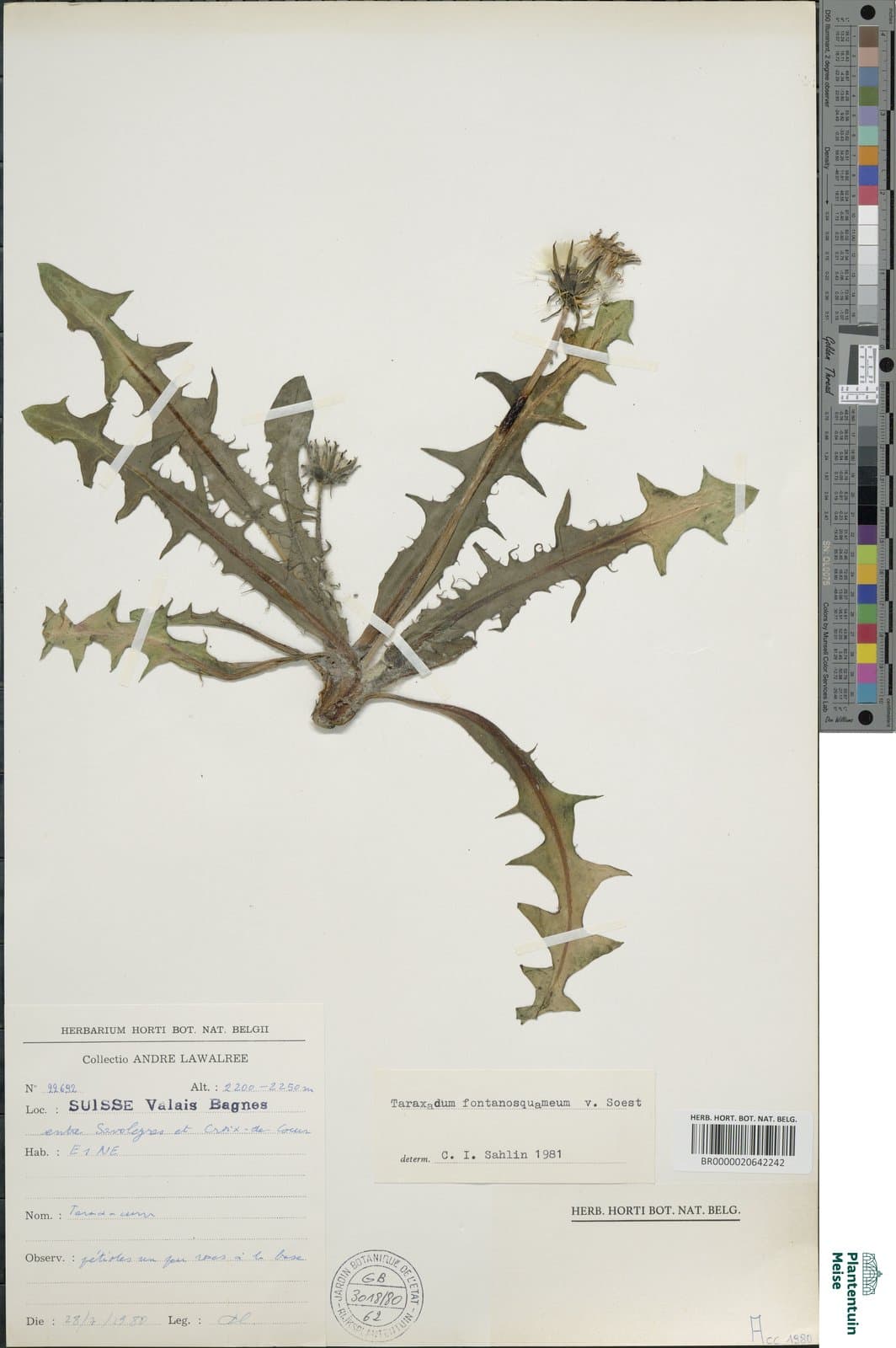 Taraxacum fontanosquameum Soest