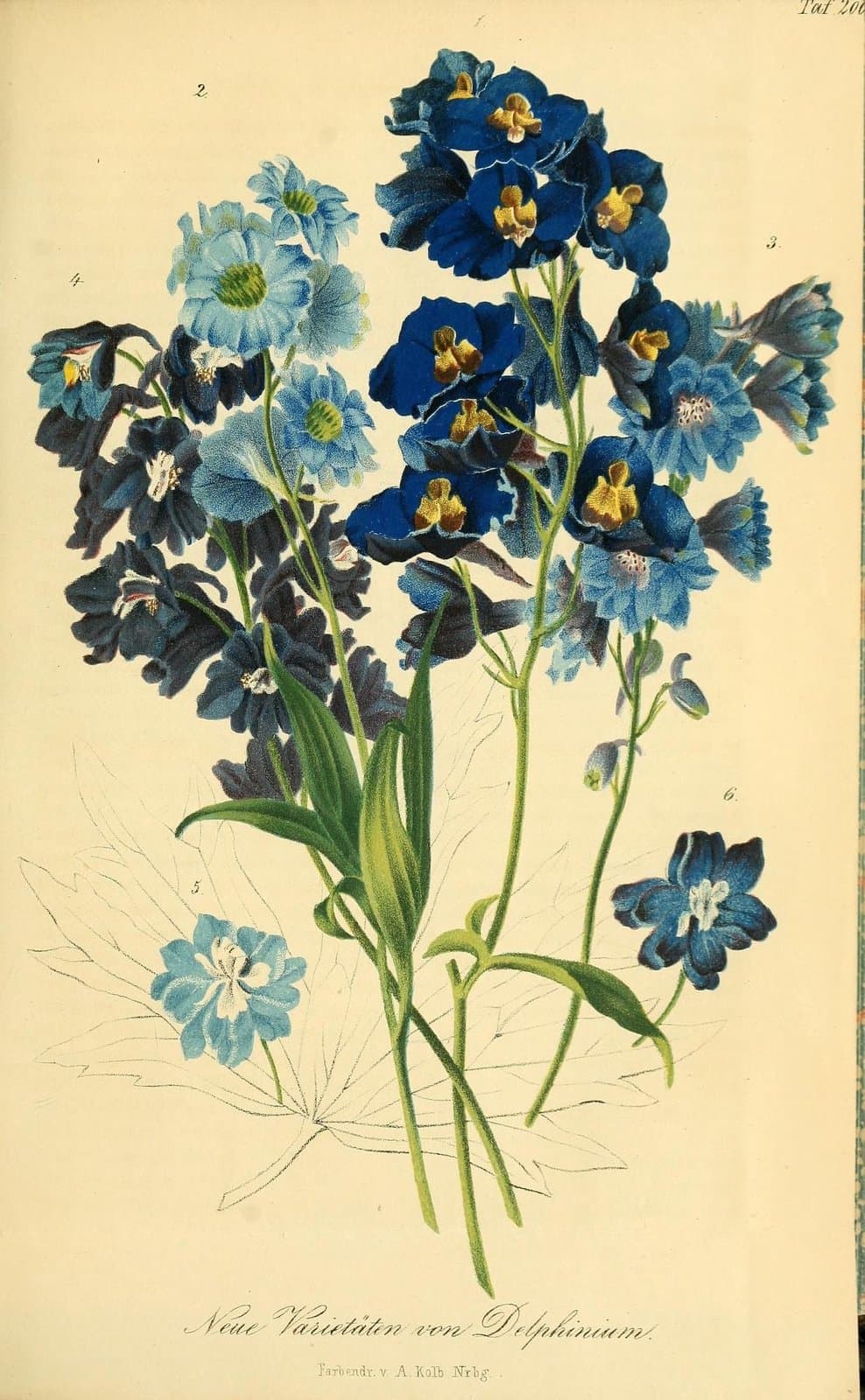 Delphinium ×cultorum Voss