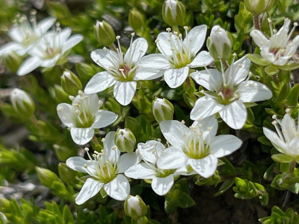 Facchinia rupestris (Scop.) Dillenb. & Kadereit