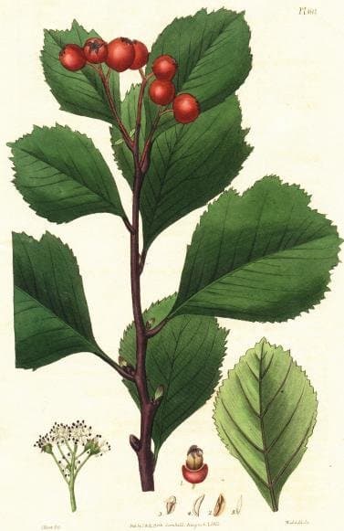 Crataegus sanguinea Pall.