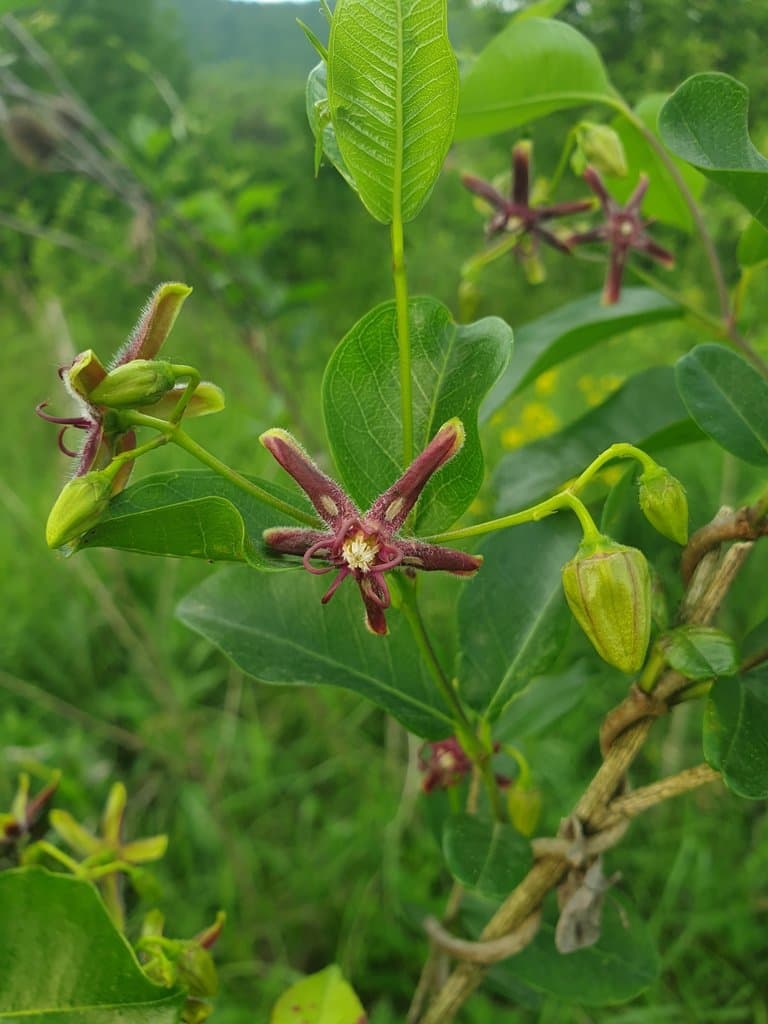Periploca graeca L.