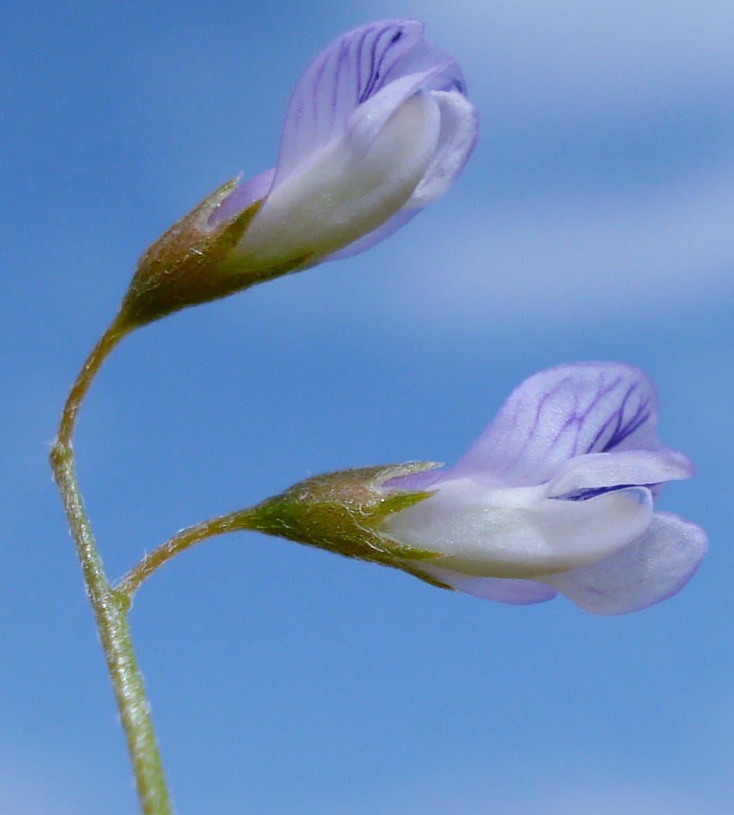 Vicia tetrasperma (L.) Schreb.