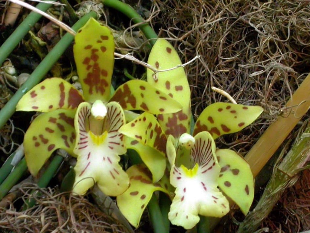 Scuticaria steelei (Hook.) Lindl.
