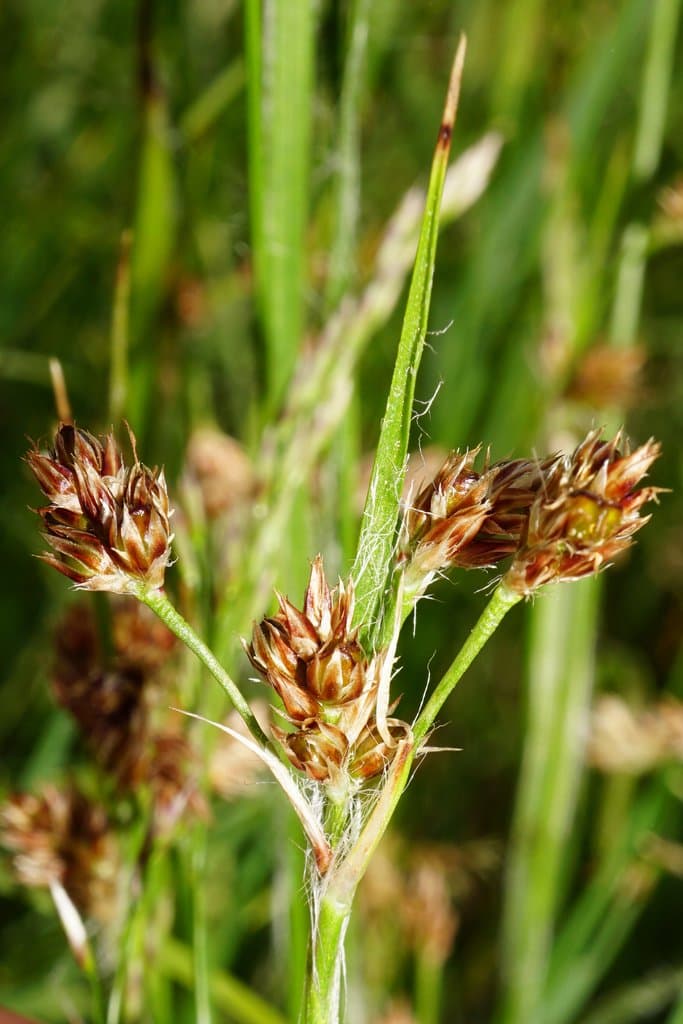 Luzula divulgata Kirschner