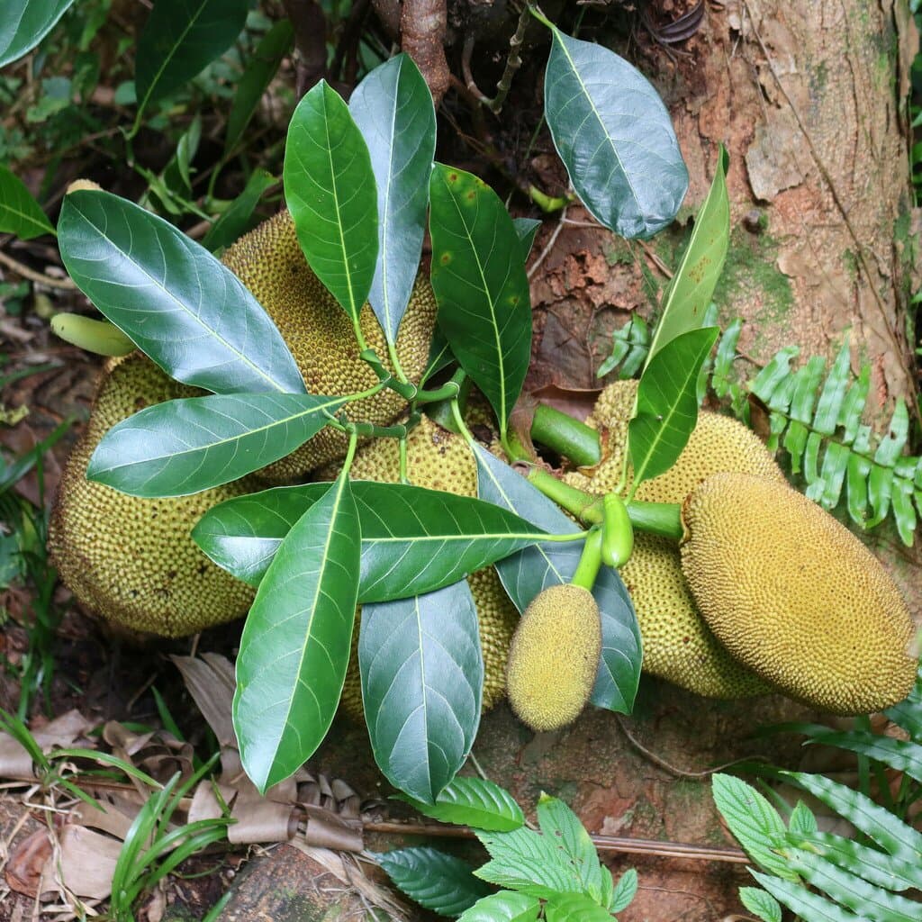 Artocarpus heterophyllus Lam.