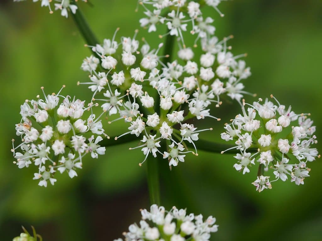 Oenanthe javanica (Blume) DC.