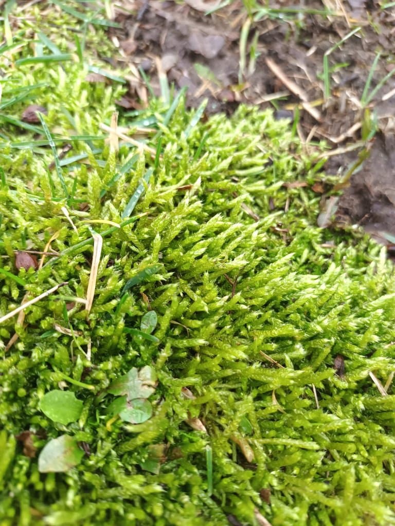 Brachythecium albicans (Hedw.) Schimp.