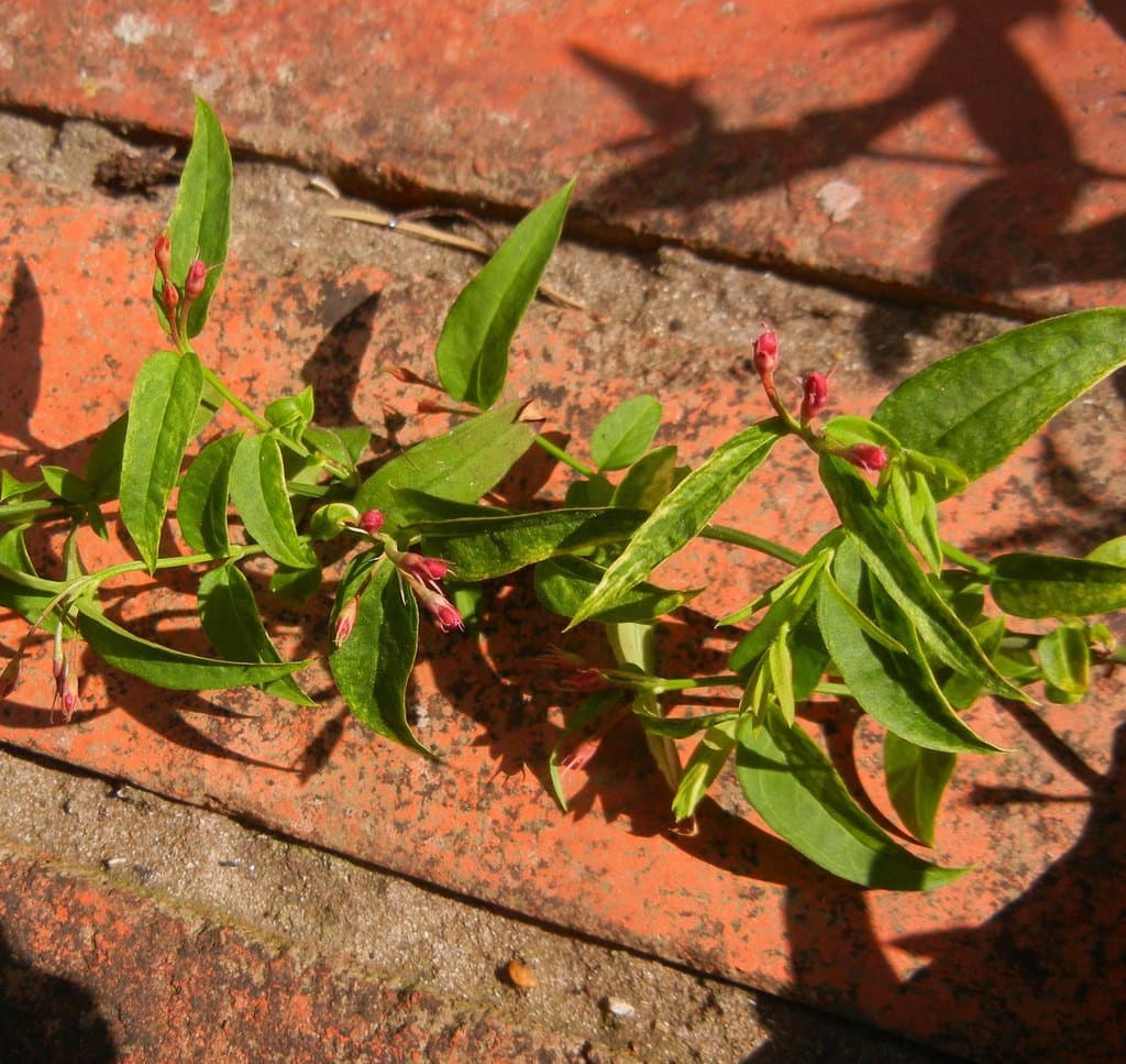 Jasminum beesianum Forrest & Diels