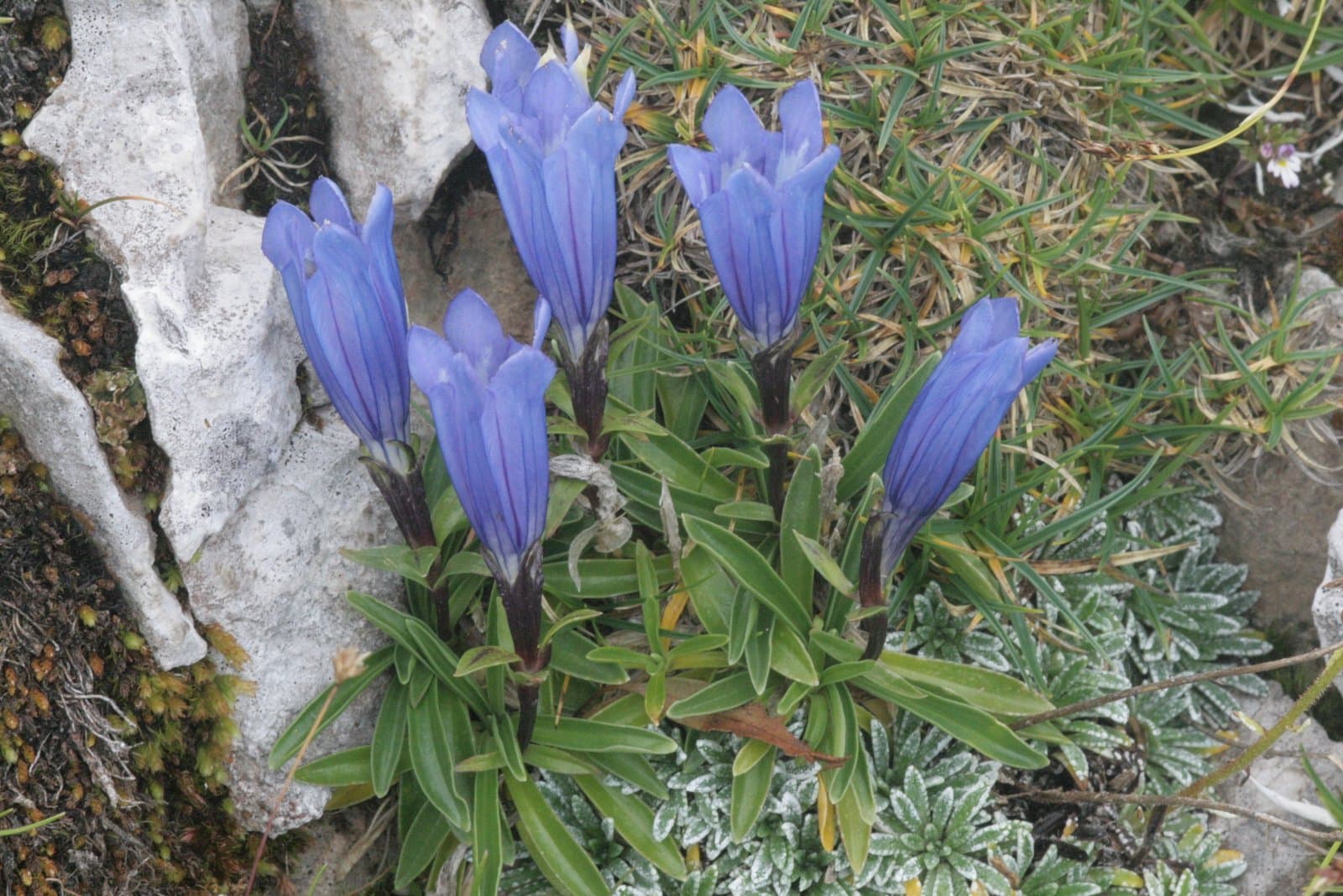 Gentiana froelichii Jan ex Rchb.