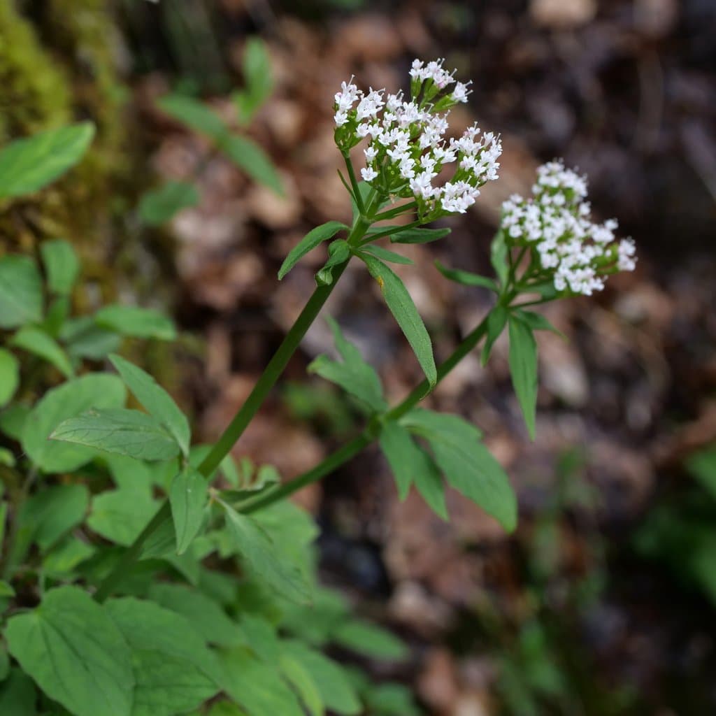 Valeriana tripteris L.