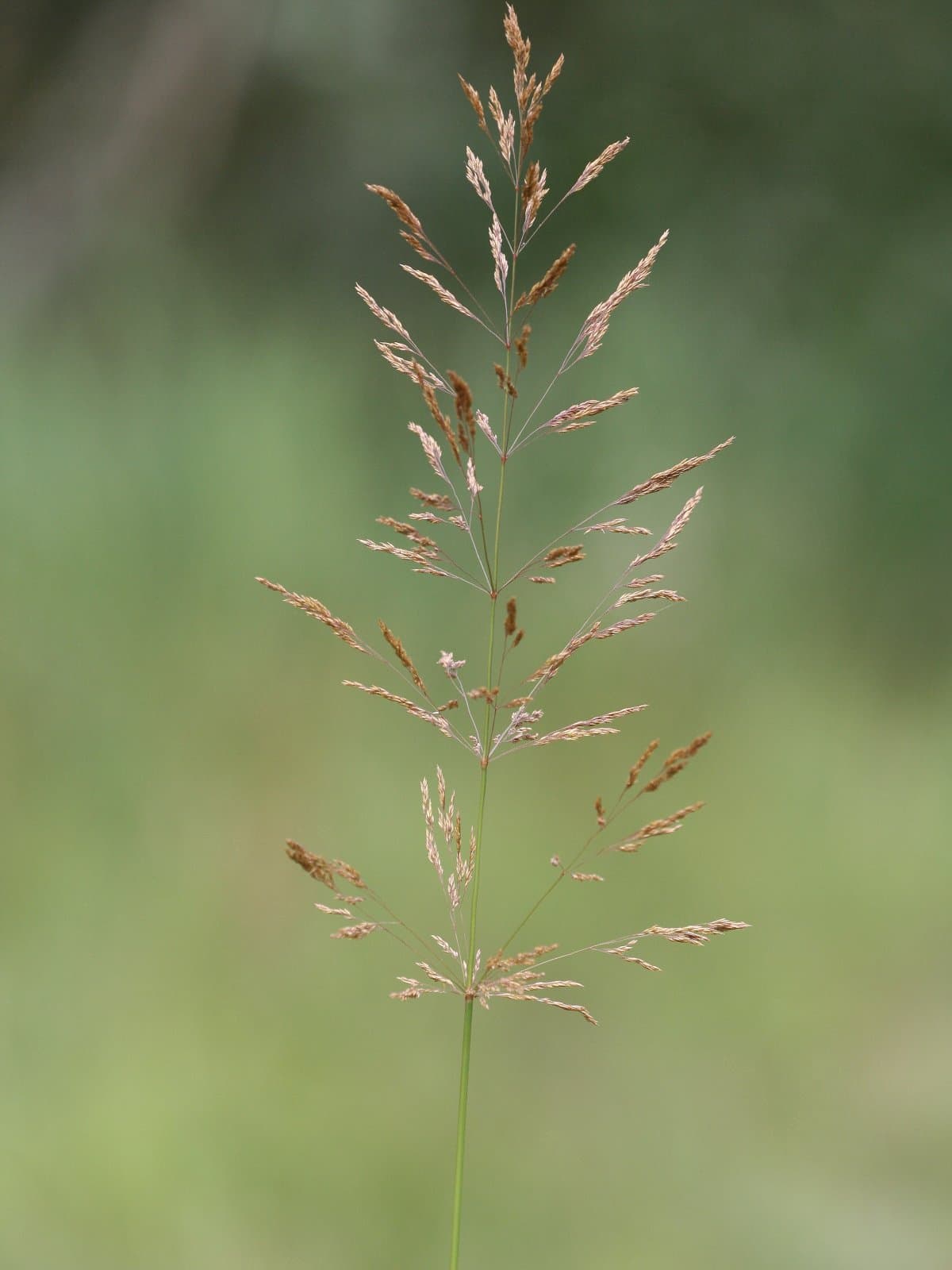 Agrostis gigantea Roth
