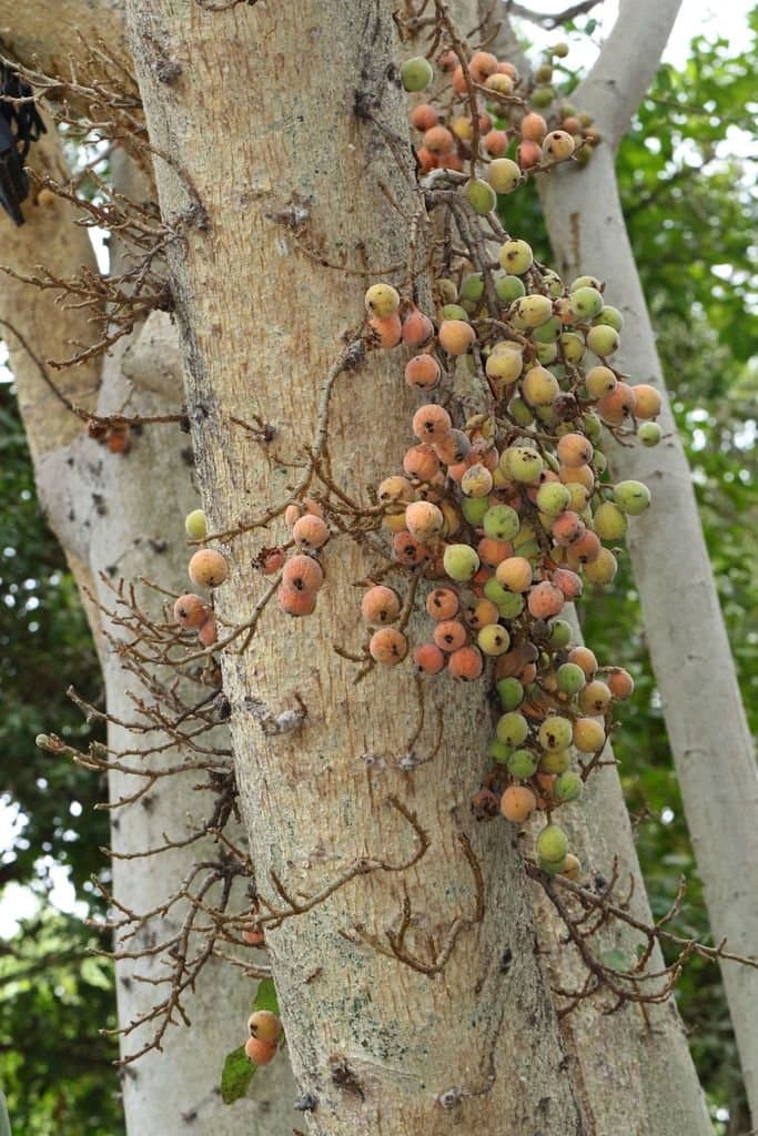Ficus sycomorus L.