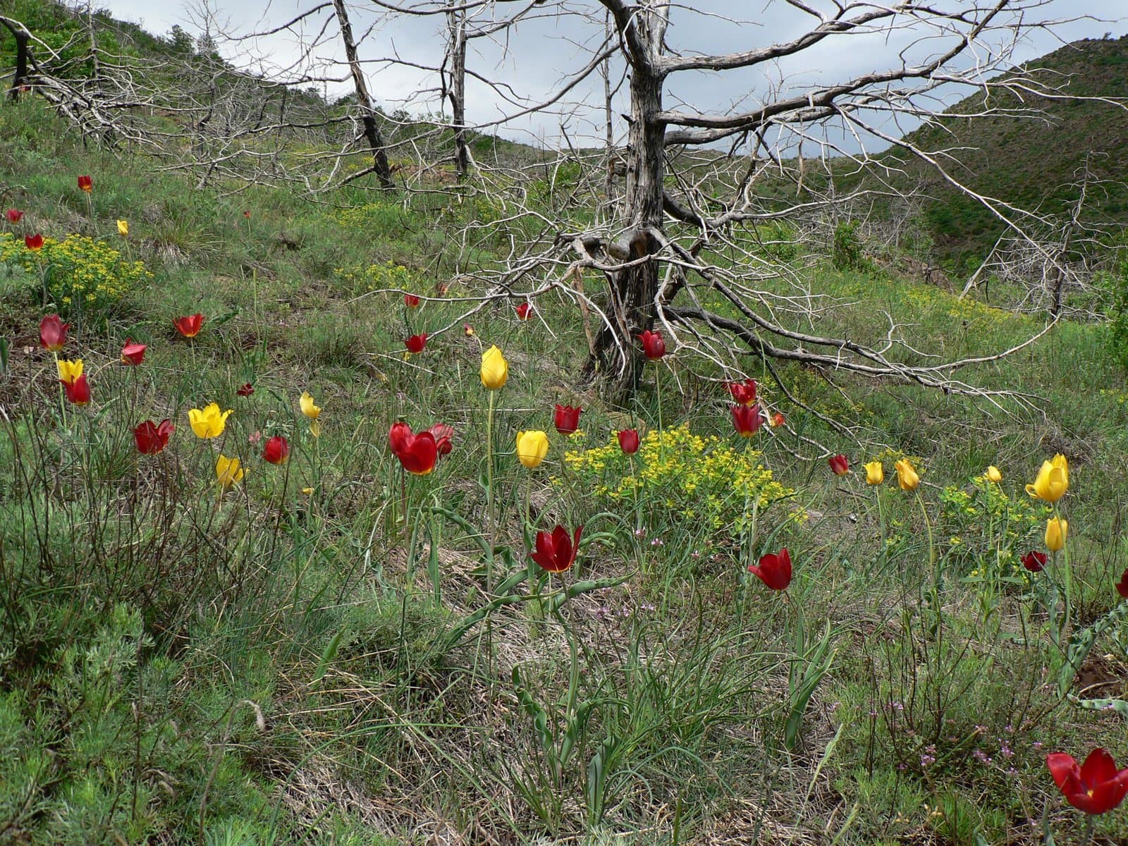 Tulipa albanica Kit Tan & Shuka