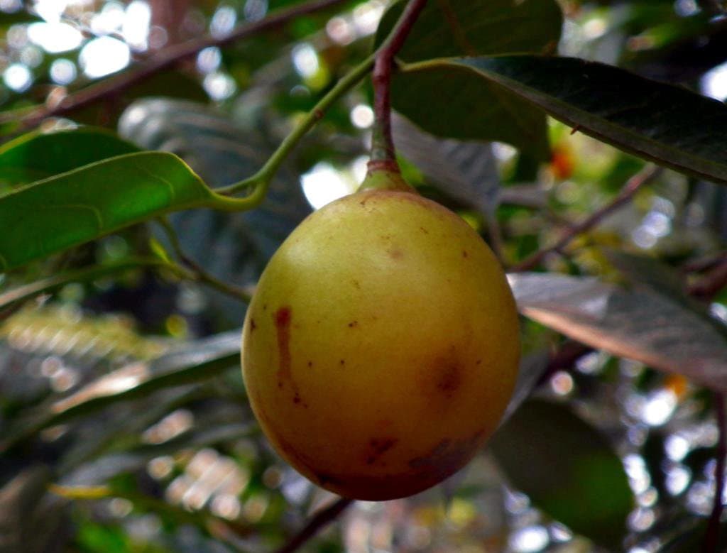 Myristica fragrans Houtt.
