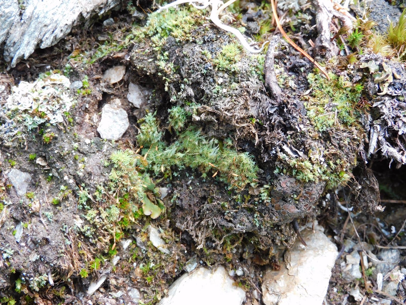 Saelania glaucescens (Hedw.) Broth.