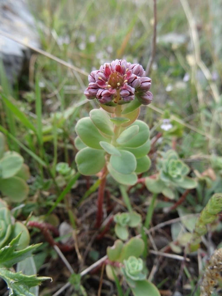 Hylotelephium anacampseros (L.) H.Ohba