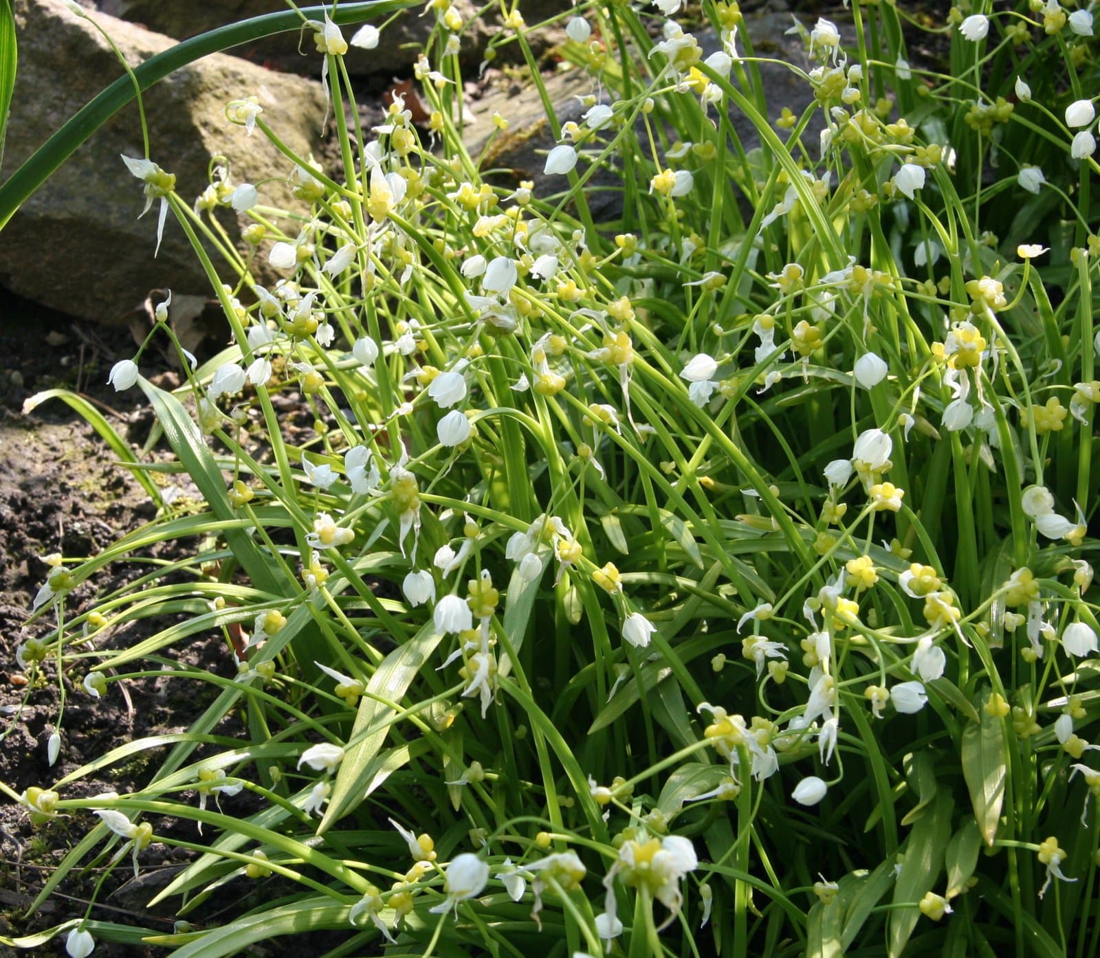 Allium paradoxum (M.Bieb.) G.Don