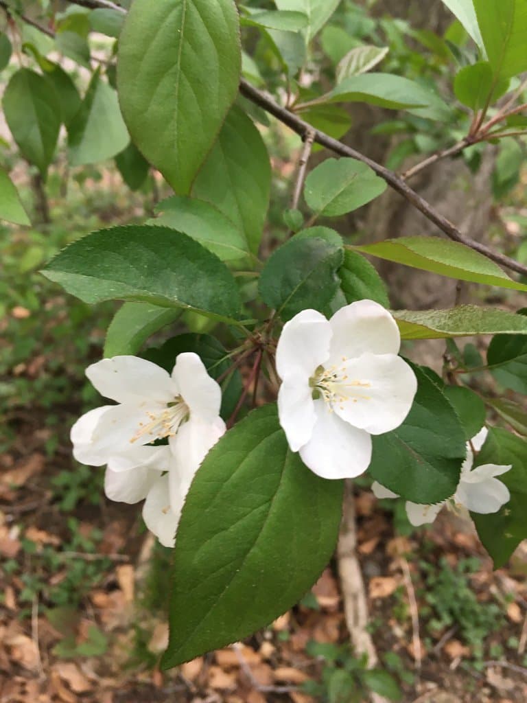 Malus hupehensis (Pamp.) Rehder