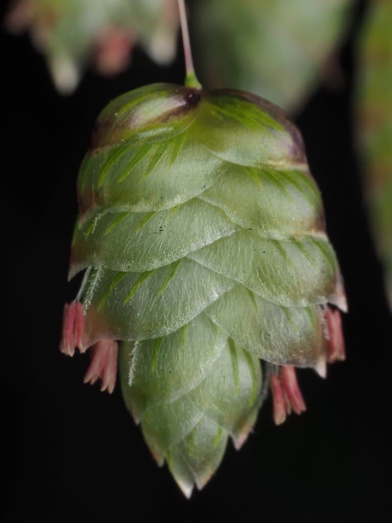 Briza maxima L.