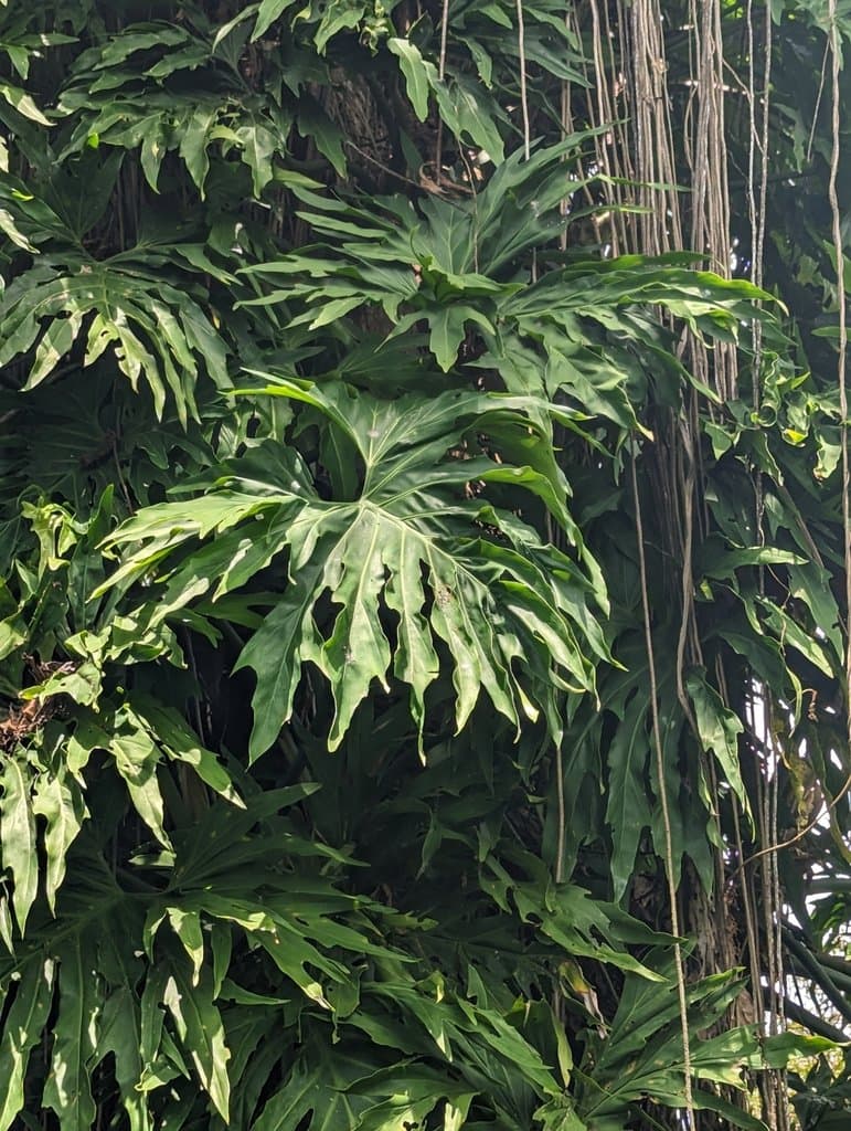 Philodendron radiatum var. radiatum