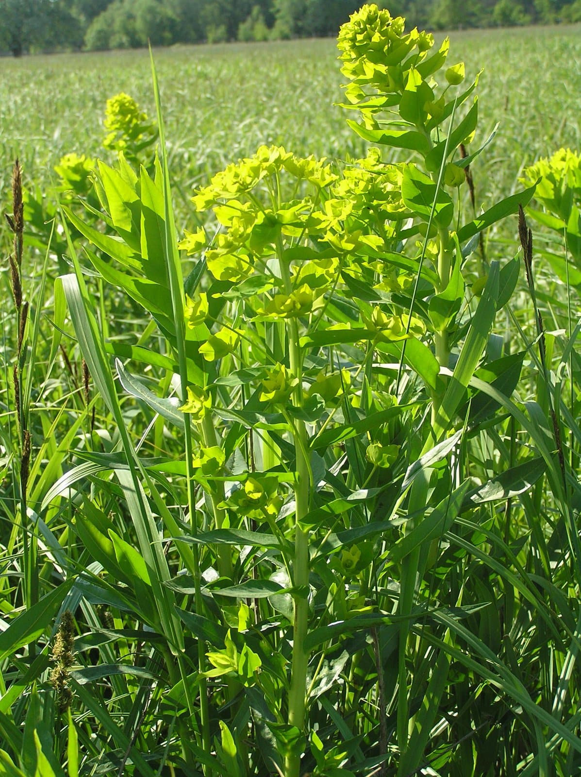 Euphorbia lucida Waldst. & Kit.
