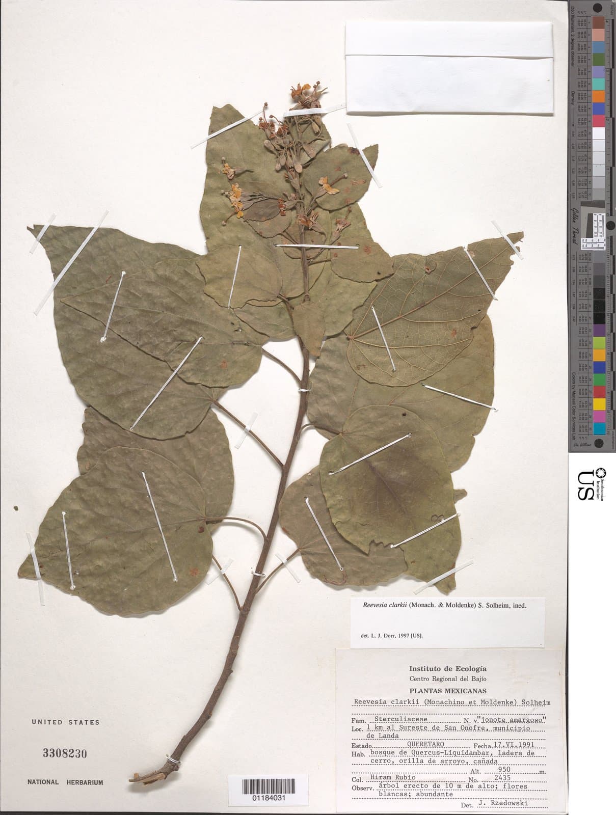 Reevesia clarkii (Monach. & Moldenke) S.L.Solheim ex Dorr