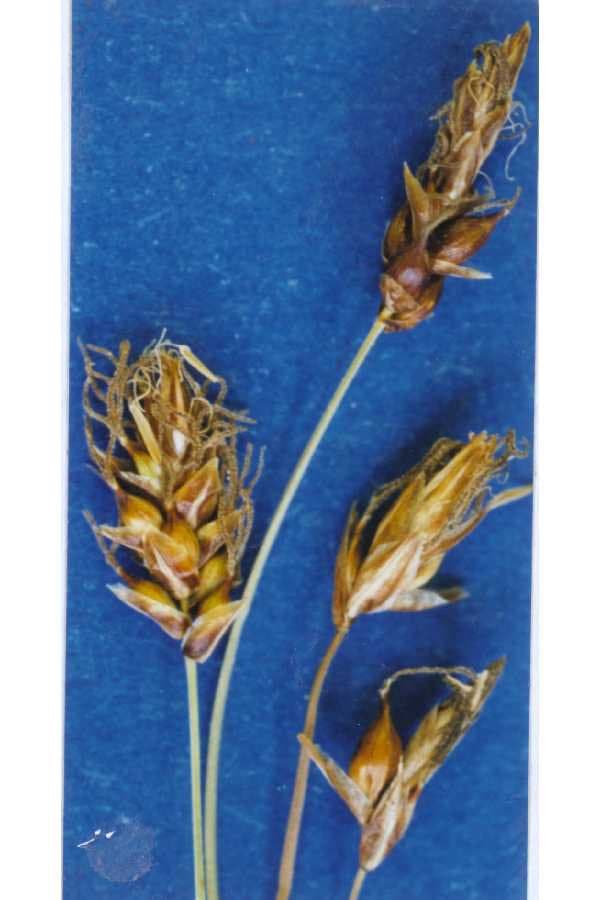 Carex obtusata Lilj.