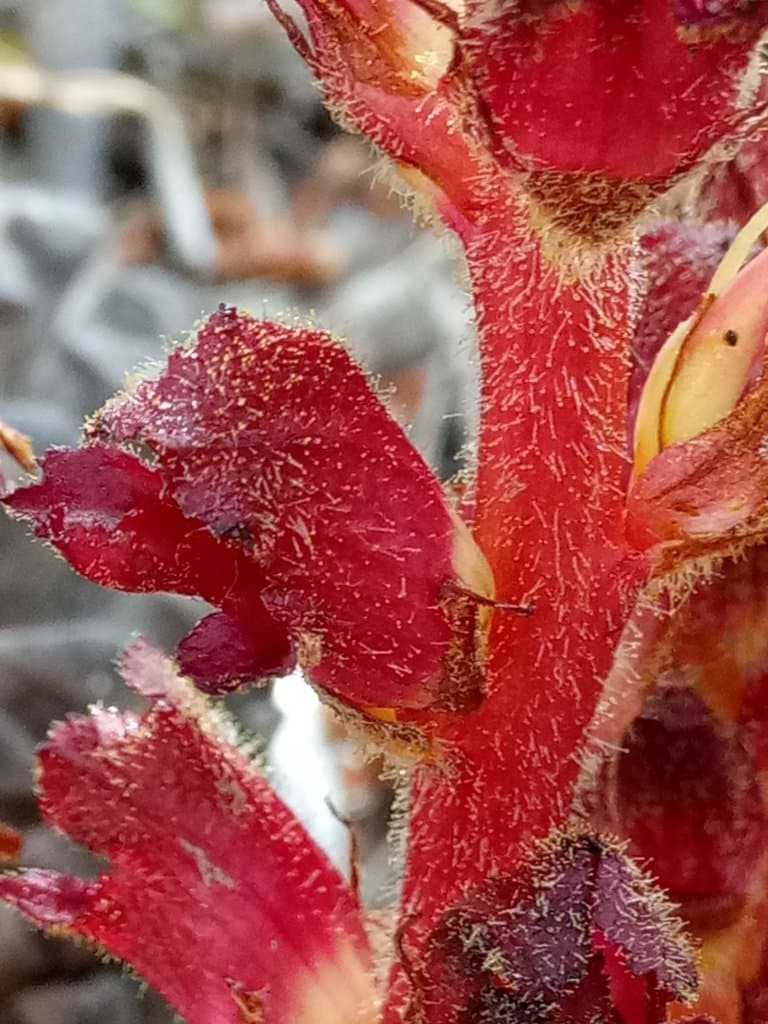 Orobanche variegata Wallr.