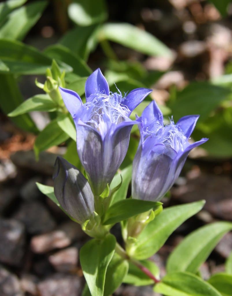 Gentiana septemfida Pall.