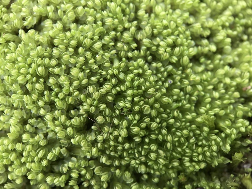 Solenostoma sphaerocarpum (Hook.) Steph.