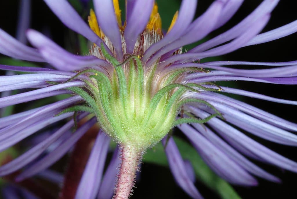 Symphyotrichum novae-angliae (L.) G.L.Nesom
