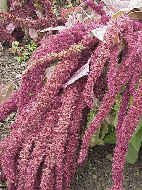 Amaranthus caudatus L.