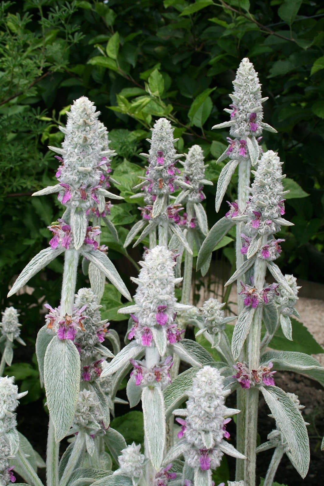 Stachys byzantina K.Koch