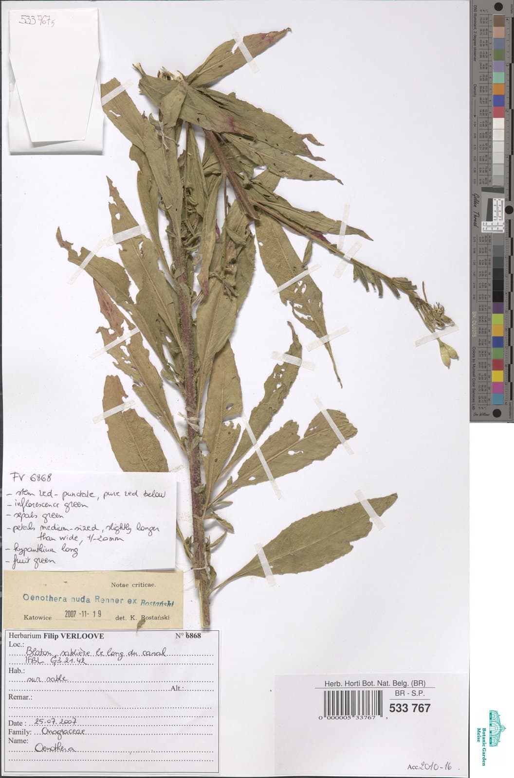 Oenothera ×nuda Renner ex Rostanski