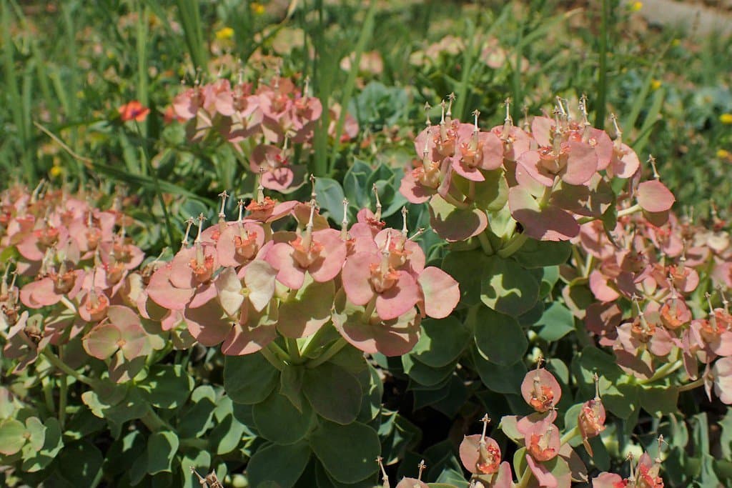 Euphorbia myrsinites L.