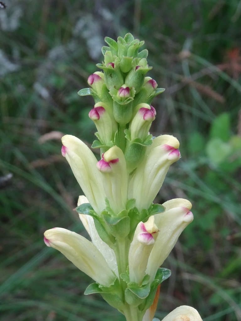 Pedicularis sceptrum-carolinum L.