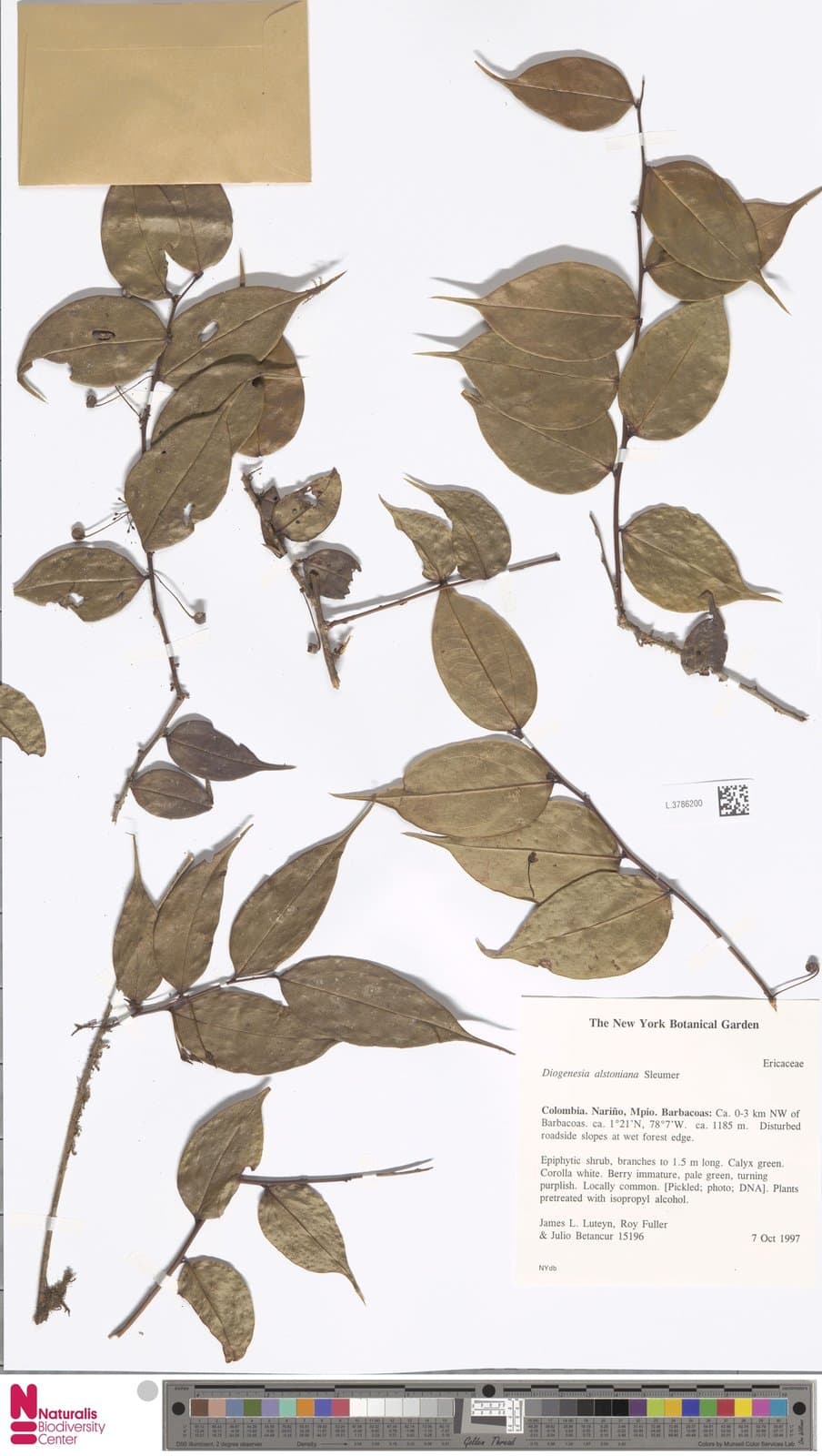Diogenesia alstoniana Sleumer
