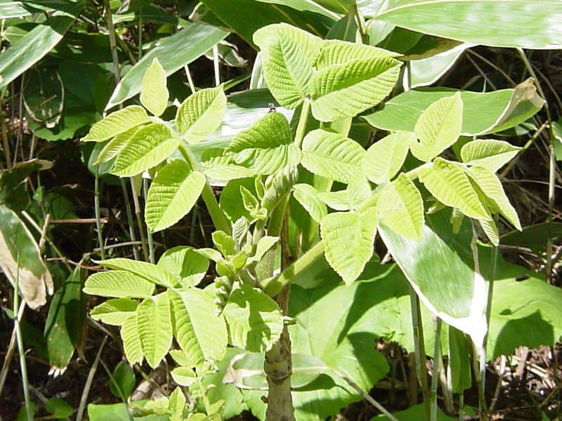 Toxicodendron vernicifluum (Stokes) F.A.Barkley
