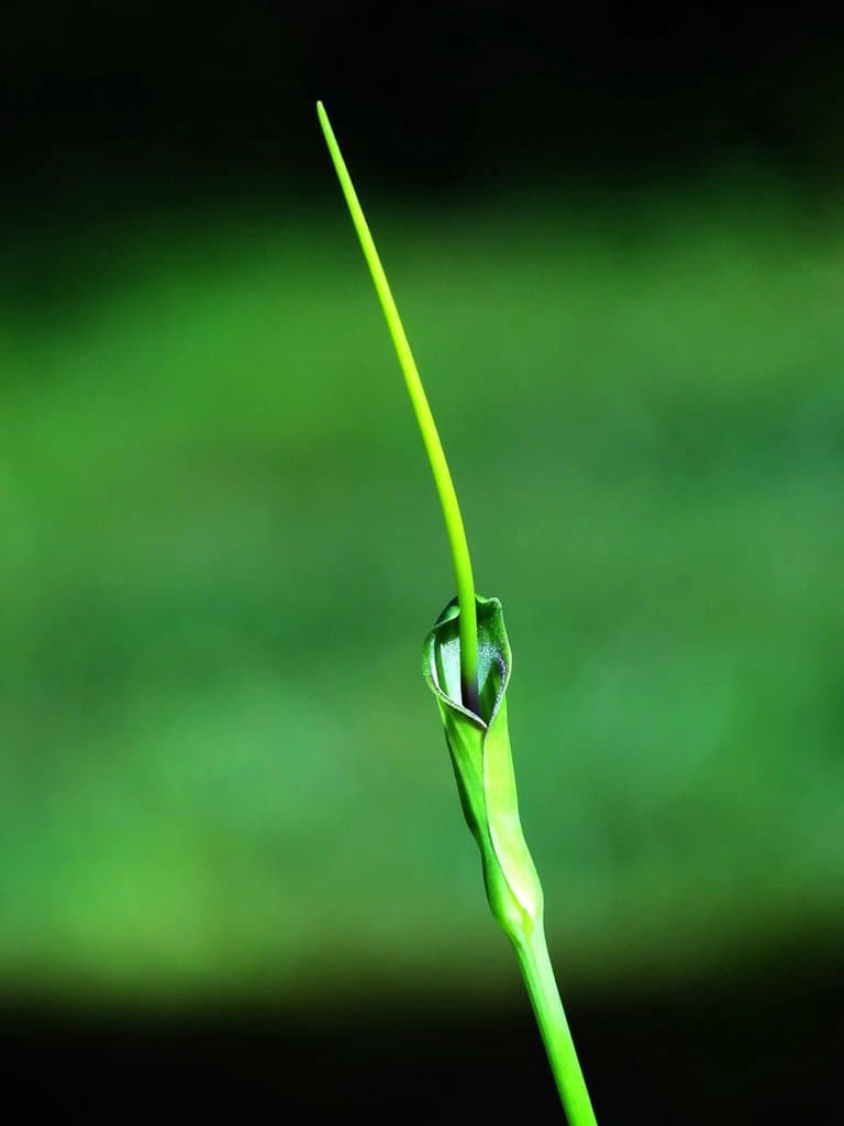 Pinellia ternata (Thunb.) Makino