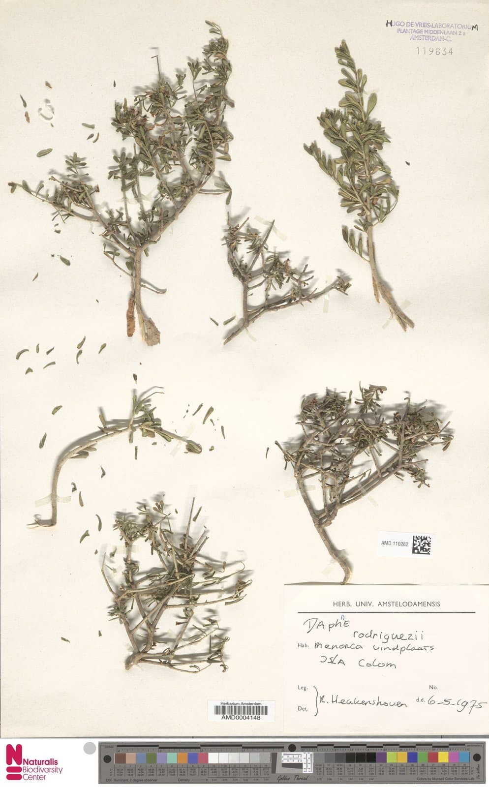 Daphne rodriguezii Texidor