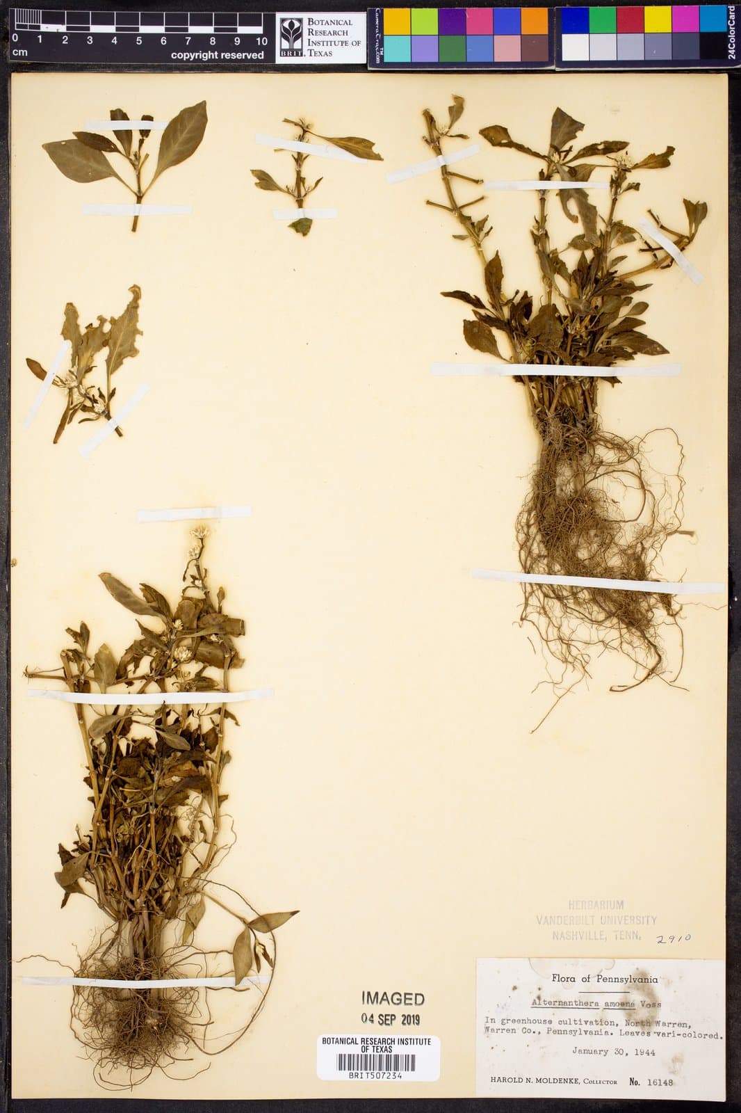 Alternanthera amoena Voss ex K.Heyne, 1927