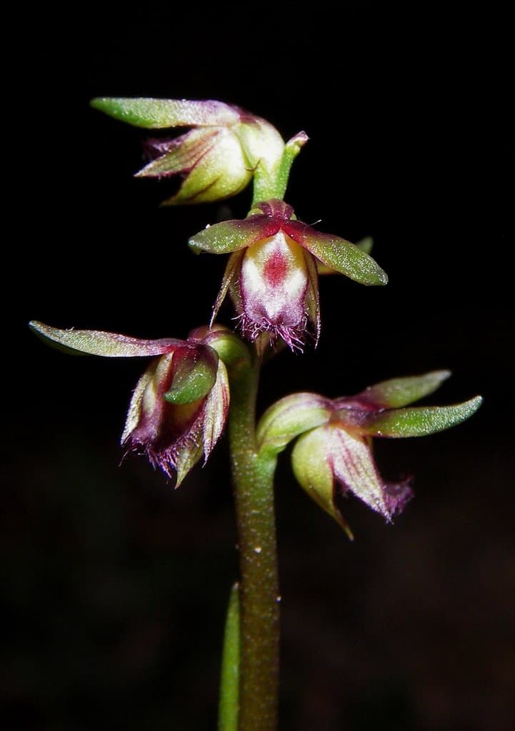 Genoplesium stephensonii (D.L.Jones) J.M.H.Shaw