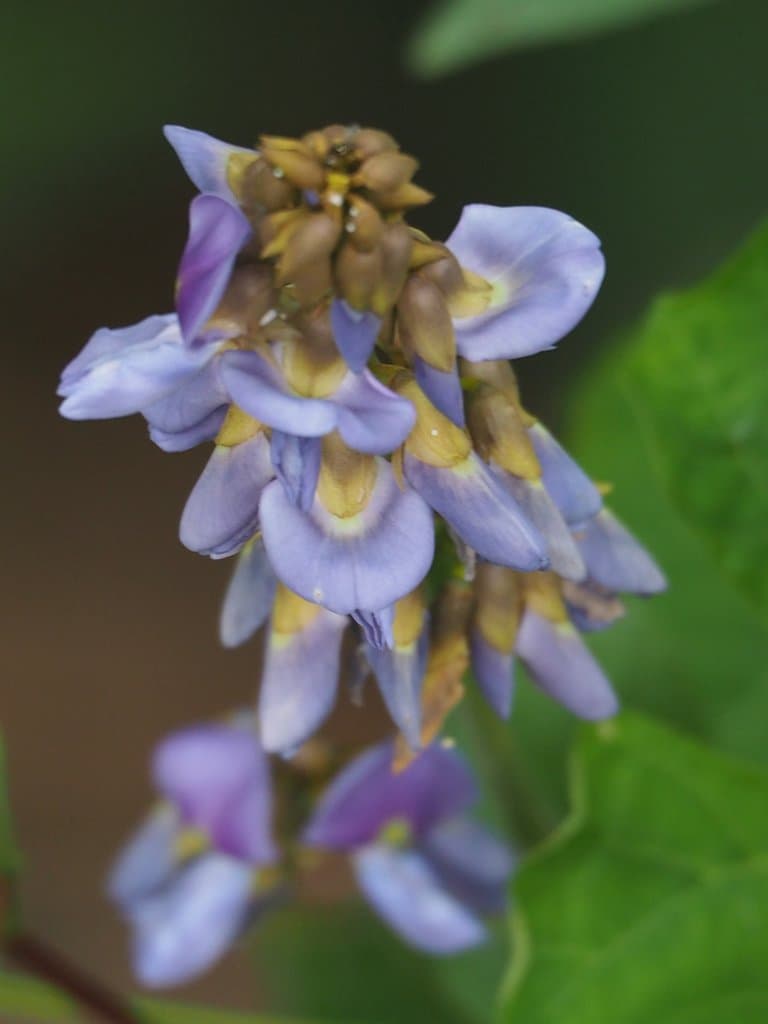 Pachyrhizus erosus (L.) Urb.
