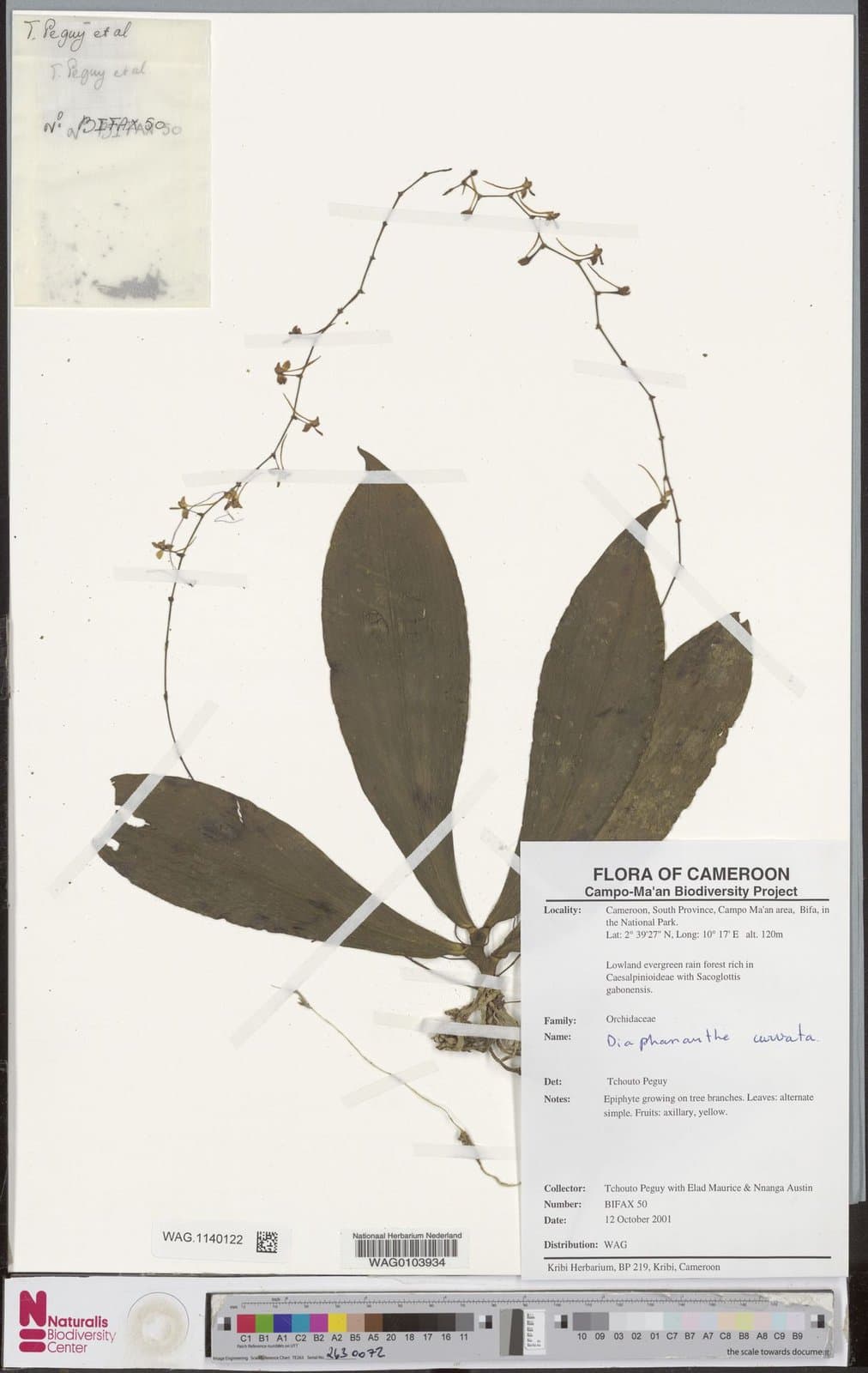 Rhipidoglossum curvatum (Rolfe) Garay