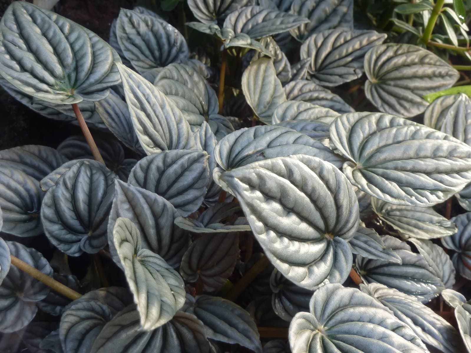 Peperomia griseoargentea Yunck.