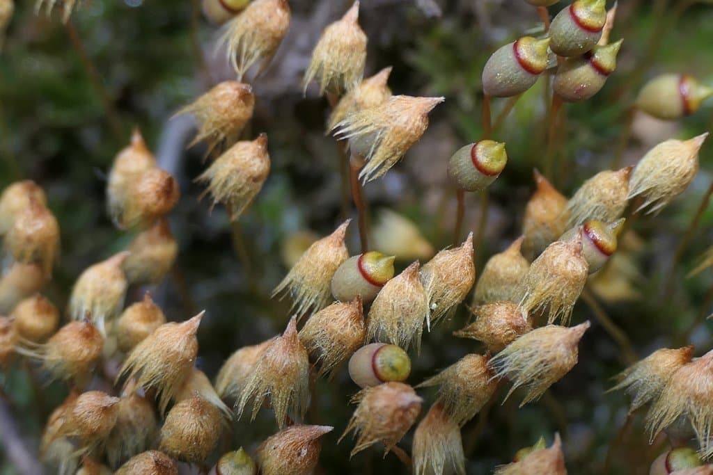 Pogonatum nanum (Hedw.) P.Beauv.