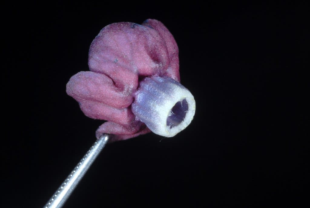 Cynoglossum officinale L.