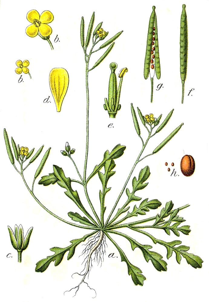 Diplotaxis viminea (L.) DC.
