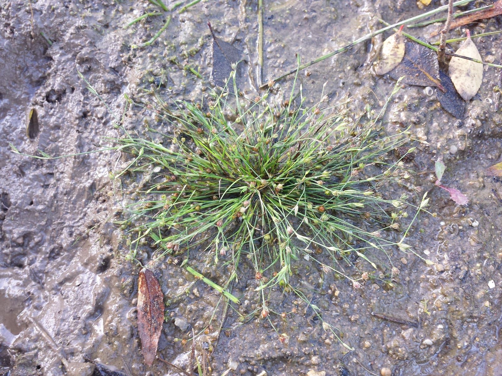 Juncus sphaerocarpus Nees